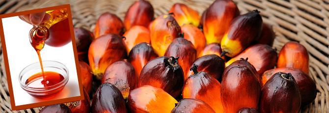 red palm oil primary